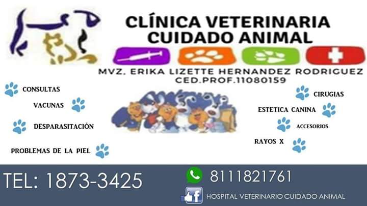 Veterinaria Cuidado Animal